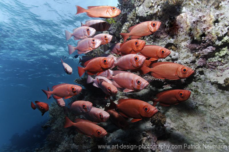 formation by Patrick Neumann 