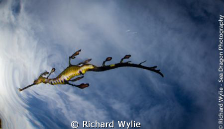 This is a juvenile Weedy Seadragon (Phyllopteryx taeniola... by Richard Wylie 