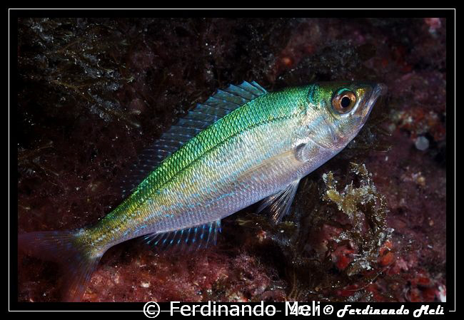 Spicara smaris. by Ferdinando Meli 