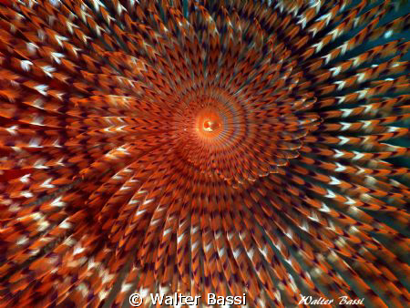 spirografo
panasonic tz10,flash intova,lente subsee+5 by Walter Bassi 