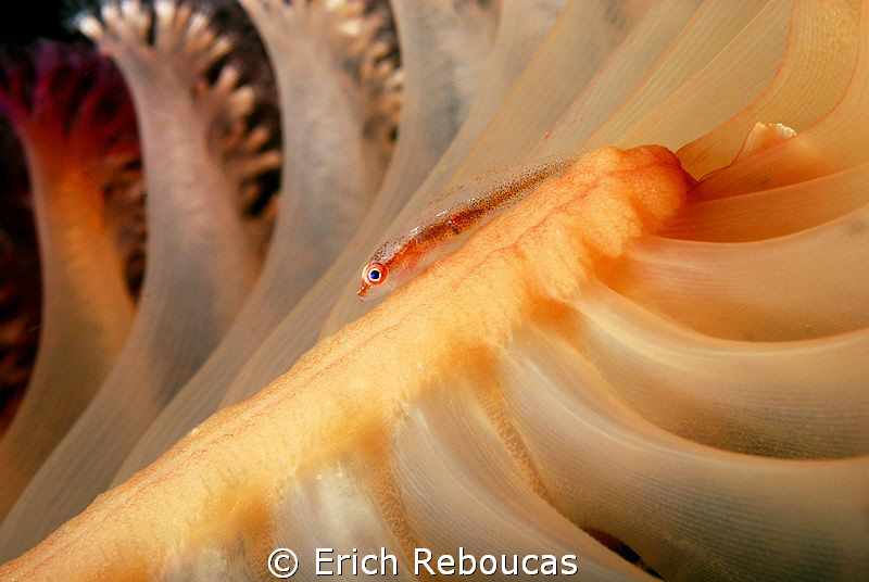 Goby at Tulamben by Erich Reboucas 