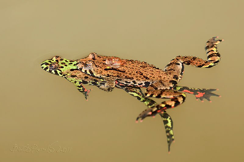 Affection
/ fire bellied toads coupling
 by Boris Pamikov 