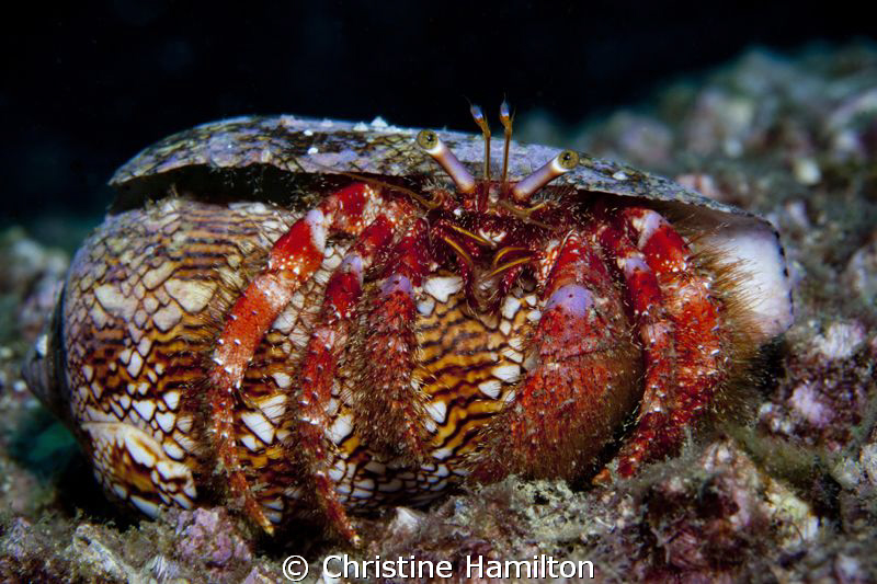 Hermit by Christine Hamilton 