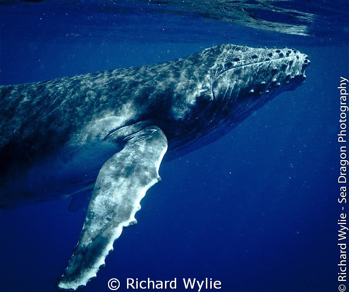 Baby humpback whale in the waters of Vava'u, Tonga. This ... by Richard Wylie 