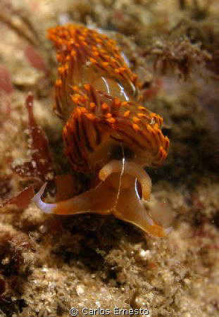 nudi. by Carlos Ernesto 