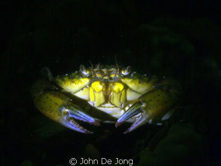 Practising with the snoot on macro subjects. by John De Jong 