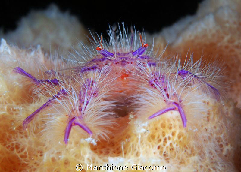The hair
Nikon D200 , 60 micro, twin strobo
Bohol 2011 by Marchione Giacomo 