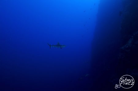 A lonely Grey Reef Shark taken off Munda, Solomon Islands... by Shea Pletz 