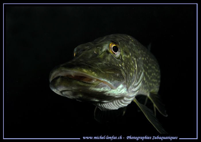 Portrait of a Pike Fish... :O)... by Michel Lonfat 