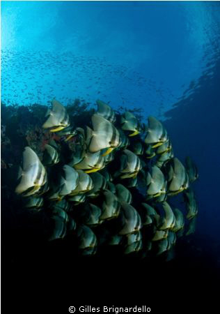 nikon 10.5 . clear water , beautiful condition. Ternate i... by Gilles Brignardello 