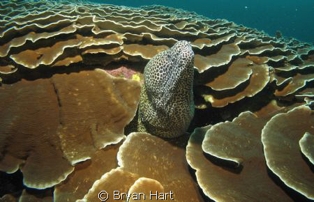 A low viz dive on a deep , not very well know reef in Sod... by Bryan Hart 