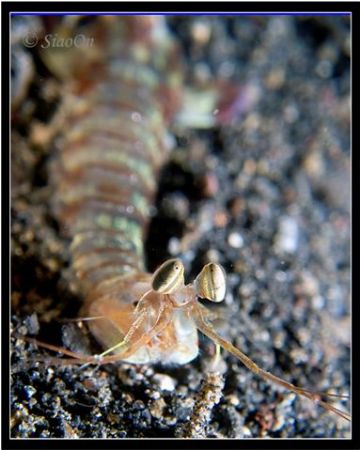 Mantis Shrimp - Portrait shot. Taken with 5060z, fl20. by Han Peng Lim 