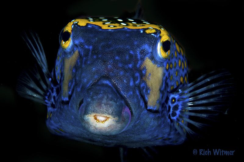 Nice teeth! If you have ever tried shooting an adult box ... by Richard Witmer 