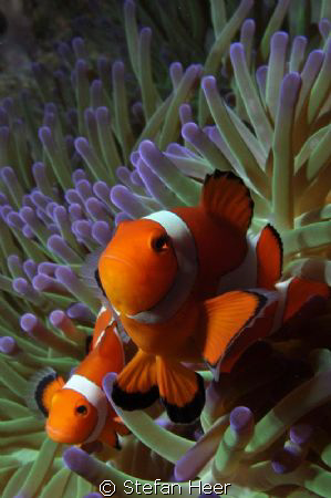 I hope it is in the right Category.. Nemos swimming norma... by Stefan Heer 