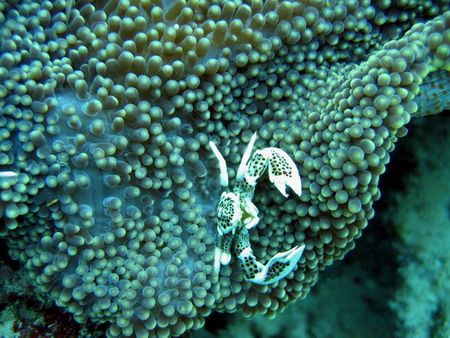 Porcelain Crab Bunaken National Park Indonesia
 by Harrie De Jonge 