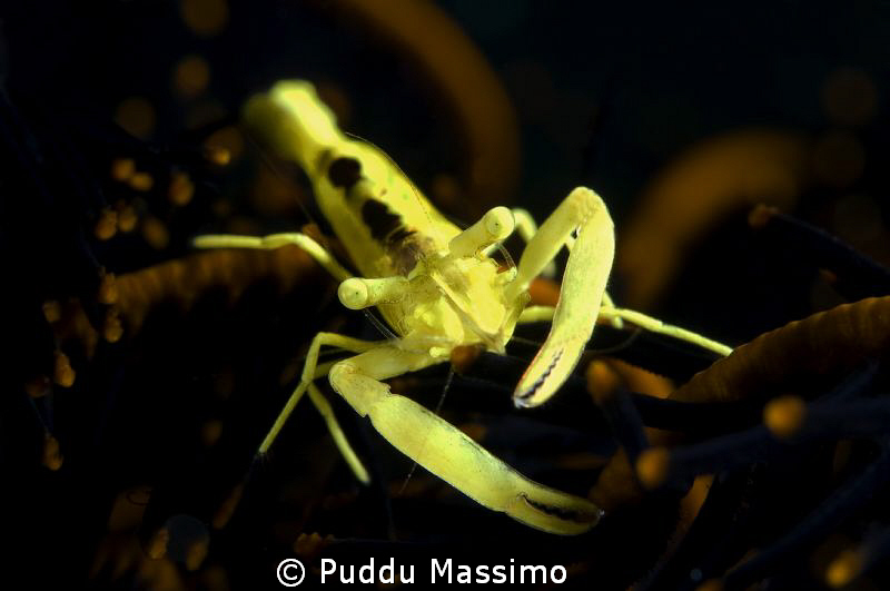 nikon d70s 60 mm micro by Puddu Massimo 