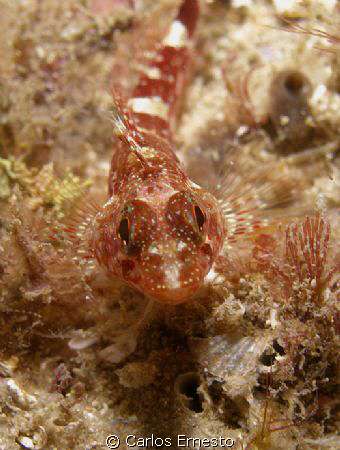 Black faced blenny (female). by Carlos Ernesto 