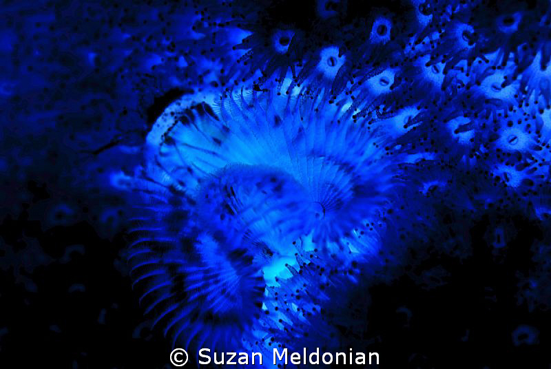 Coral pol- "lips"   inverted by Suzan Meldonian 
