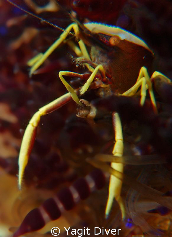 check out my claw by Yagit Diver 