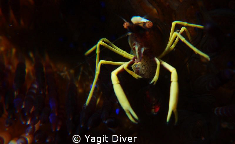 proud mom by Yagit Diver 