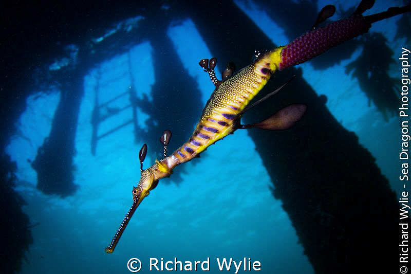 Male weedy seadragon with eggs under Portsea pier. Tokina... by Richard Wylie 