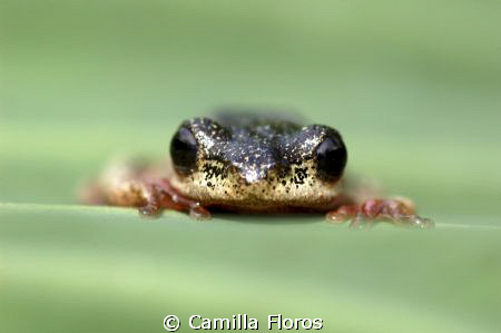 Tree frog by Camilla Floros 