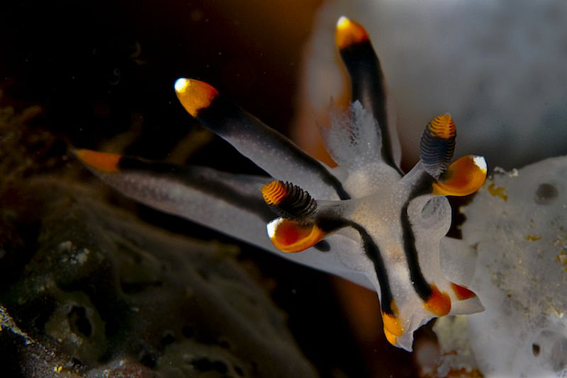 Pikachu Nudibranch at Derawan , by Tunc Yavuzdogan 