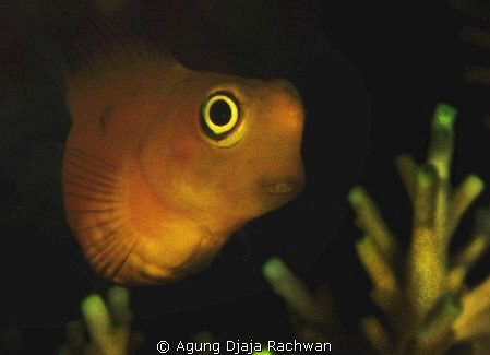 Yellow Blenny of Raja Ampat ! ... Luv the Eye ... by Agung Djaja Rachwan 