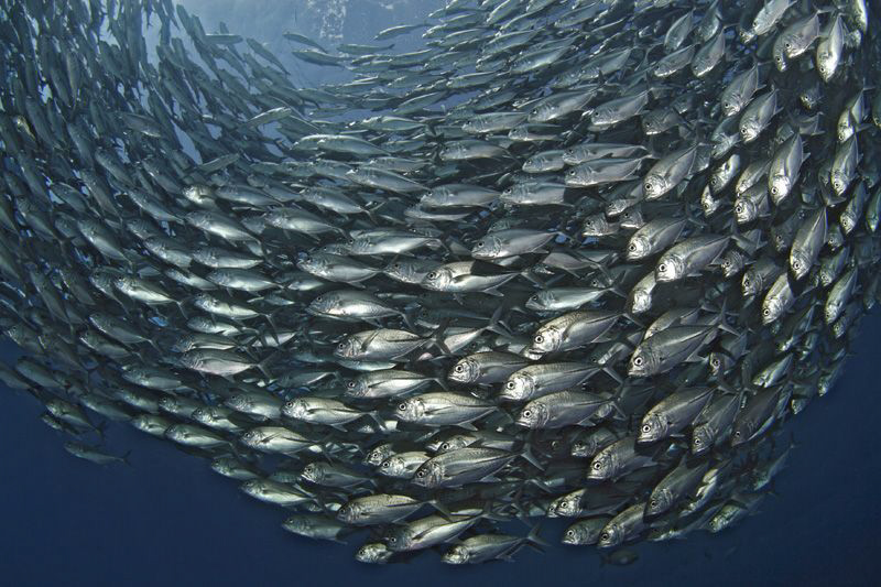 Jacks - Makrelen

Left-hand traffic


Bali Tulamben ... by Jörg Menge 