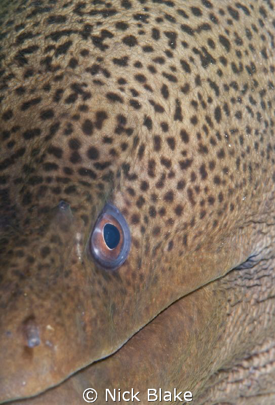 Moray Eel, Red Sea - South. by Nick Blake 