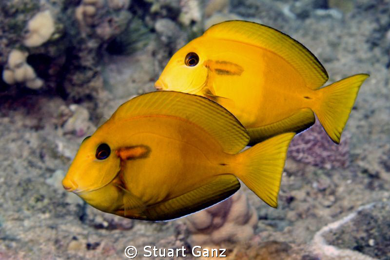 Juvenile Orangeband Surgeonfish by Stuart Ganz 