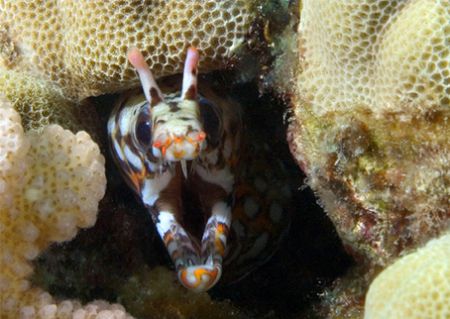 Dragon Moray, Kona HI.
Hard to find- very shy. by Andy Lerner 