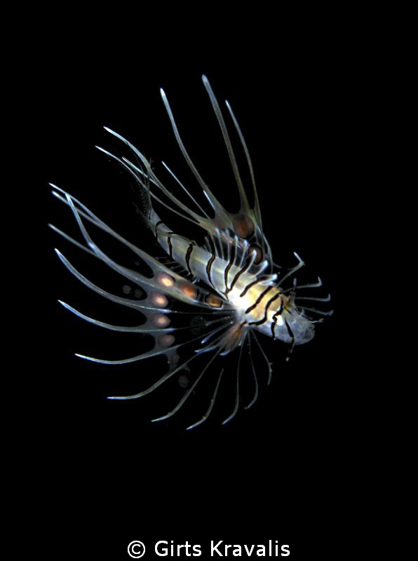Baby lion fish by Girts Kravalis 
