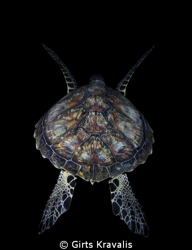 Turtle by Girts Kravalis 