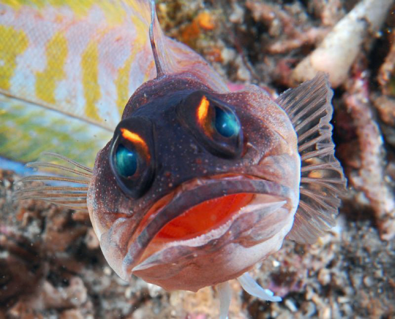 Bouuuu:
Nikon D200 , 60 micro , twin strobo
Doumaguete ... by Marchione Giacomo 