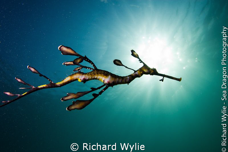 This is a very young weedy seadragon taken towards evenin... by Richard Wylie 