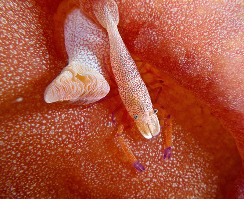 Emperor Shrimp on Spanish Dancer - Canon G10 by Stephen Holinski 