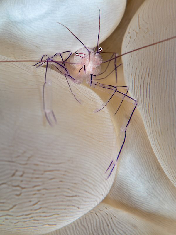 Bubble Coral Shrimp - Canon G10 by Stephen Holinski 
