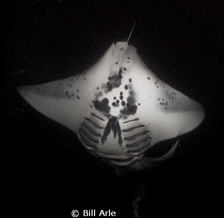 Night Manta Dive.  June 2011.  Big Island, Hawaii. by Bill Arle 