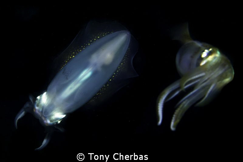 Night Squid by Tony Cherbas 