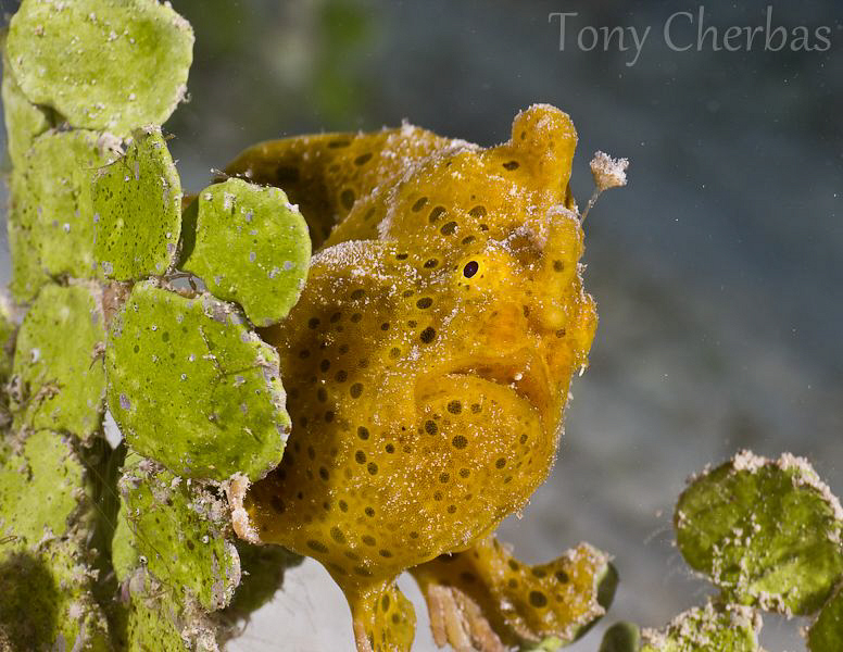 Caught! by Tony Cherbas 
