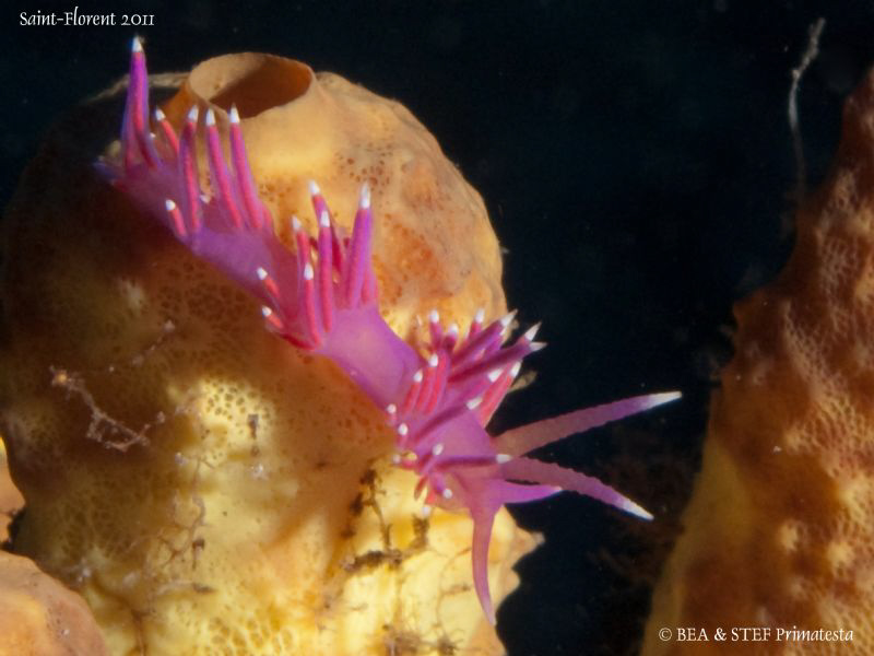 Cotyphella pedata. by Bea & Stef Primatesta 