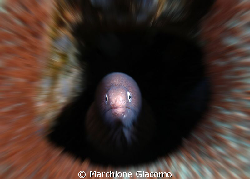 Moray zoom
Nikon D200, 60mm micro, twin strobo
Dumaguet... by Marchione Giacomo 
