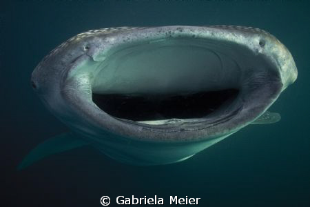 Close up and personal with Waleshark. Shot was taken with... by Gabriela Meier 