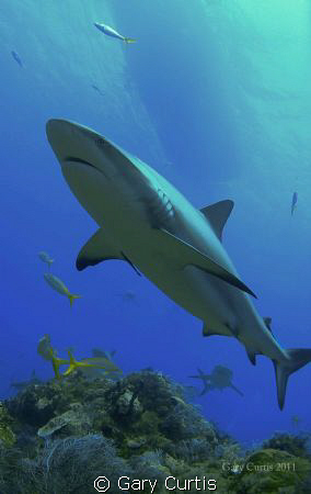 Sharks and Shadows.....Up across the Reef and away with t... by Gary Curtis 