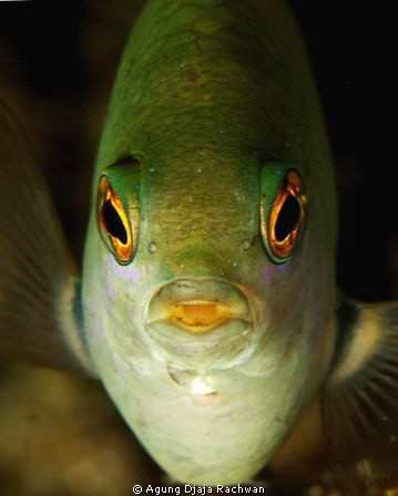 a "HELLO" from Raja Ampat Damselfish ... Like the color .... by Agung Djaja Rachwan 