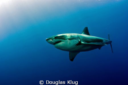 Surface Sunlight Cruiser. A Great White Shark washed in s... by Douglas Klug 