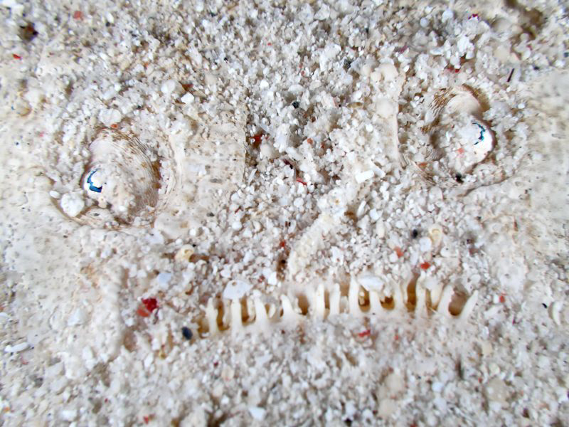 Stargazer in Komodo. Canon G10 by Stephen Holinski 