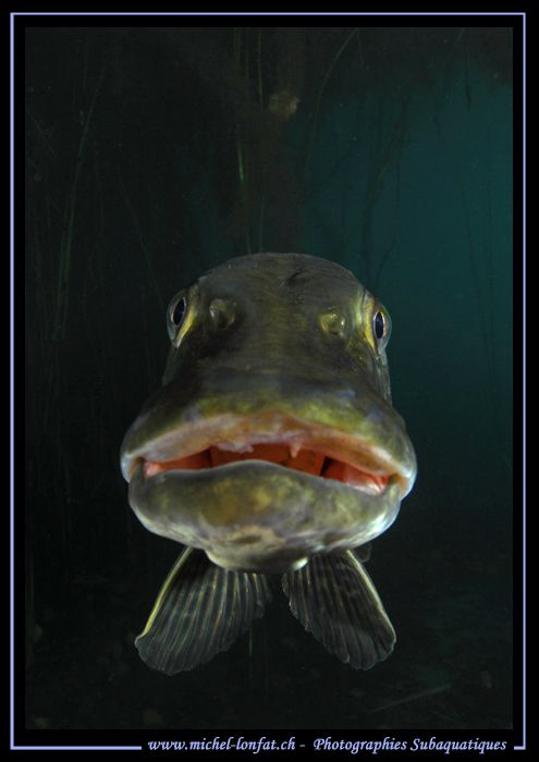 What a face.... ;O)... by Michel Lonfat 