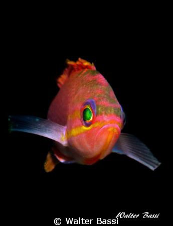 anthias by Walter Bassi 